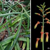 Aloe dumetorum (Marsabit, Kenya) available 8.5cm and 10.5cm Ø